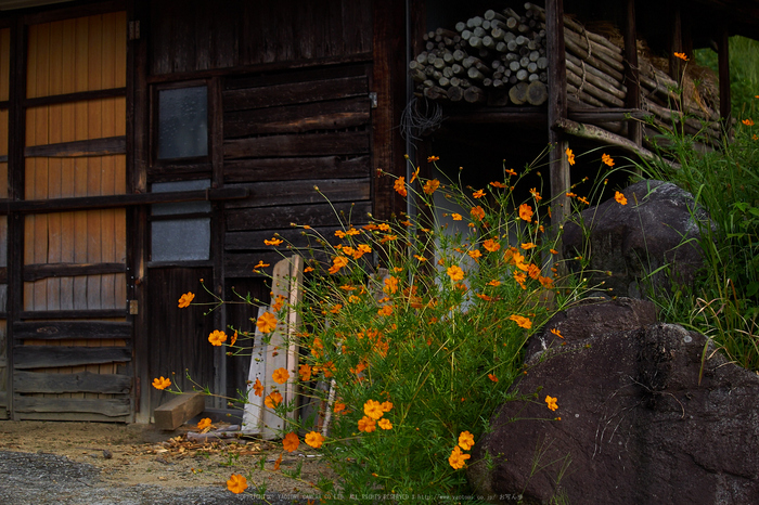 明日香,細川,彼岸花(P9170330,52mm,F3.5,EM1)2014yaotomi_.jpg