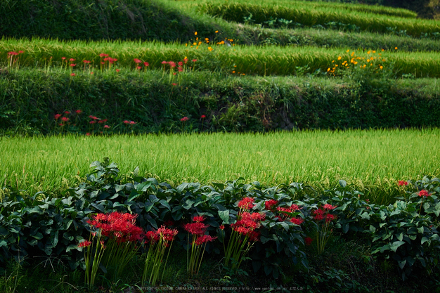 明日香,細川,彼岸花(P9170333,66mm,F3.5,EM1)2014yaotomi_.jpg