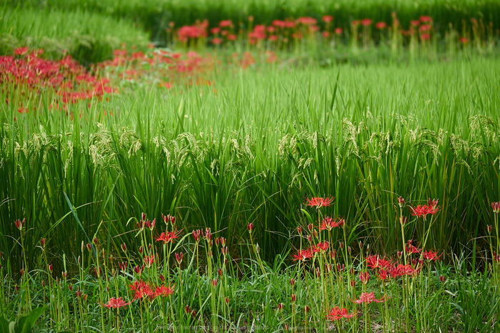 明日香,細川,彼岸花(P9170340,100mm,F3.2,EM1)2014yaotomi_.jpg