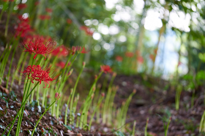 明日香,細川,彼岸花(P9170346,89mm,F3.2,EM1)2014yaotomi_.jpg