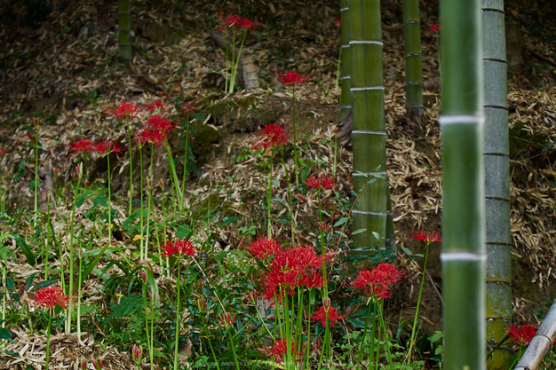 明日香,細川,彼岸花(P9170352,39mm,F3.2,EM1)2014yaotomi_.jpg