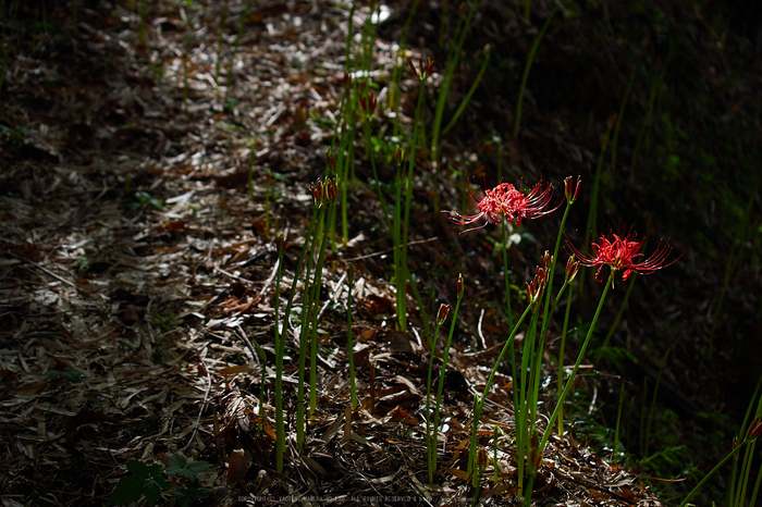 明日香,細川,彼岸花(P9170354,41mm,F3.2,EM1)2014yaotomi_.jpg