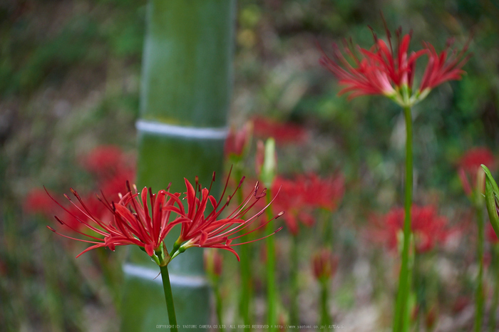 明日香,細川,彼岸花(P9170356,39mm,F3.2,EM1)2014yaotomi_.jpg