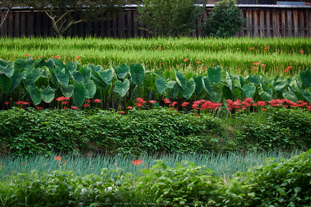 明日香,細川,彼岸花(P9170360,64mm,F3.2,EM1)2014yaotomi_.jpg