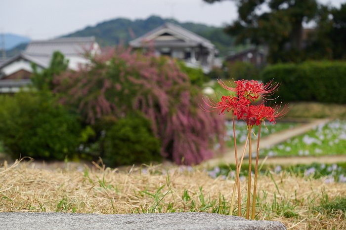 本薬師寺跡,彼岸花(P9170013,80mm,F5.6,EM1)2014yaotomi_.jpg