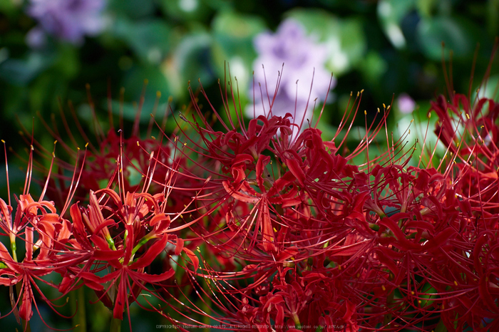 本薬師寺跡,彼岸花(P9170491,100mm,F5,EM1)2014yaotomi_.jpg