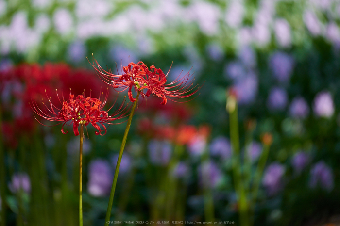 本薬師寺跡,彼岸花(P9170508,100mm,F2.8,EM1)2014yaotomi_.jpg