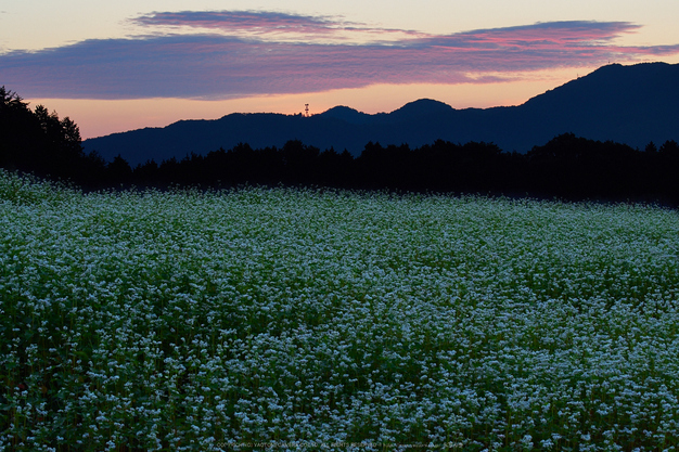 桜井,笠,そば畑(P9170051,55mm,F13,EM1)2014yaotomi_.jpg