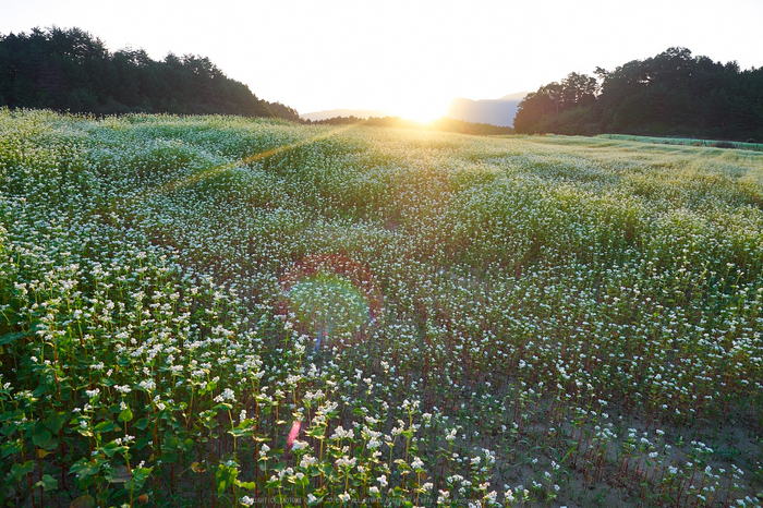 桜井,笠,そば畑(P9170151,12mm,F5,EM1)2014yaotomi_.jpg