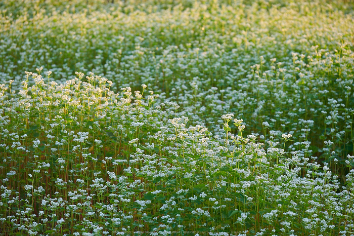 桜井,笠,そば畑(P9170189,100mm,F4.5,EM1)2014yaotomi_.jpg