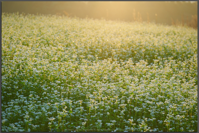 桜井,笠,そば畑(P9170192,100mm,F4.5,Top)2014yaotomi_.jpg