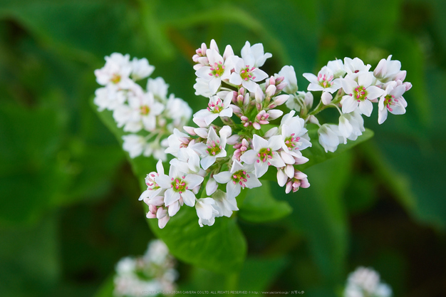 桜井,笠,そば畑(P9170254,40mm,F10,EM1)2014yaotomi_.jpg