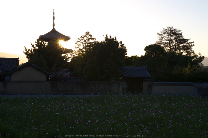 法起寺,コスモス(IMGP0327,35mm,F8,KS1)2014yaotomi_.jpg