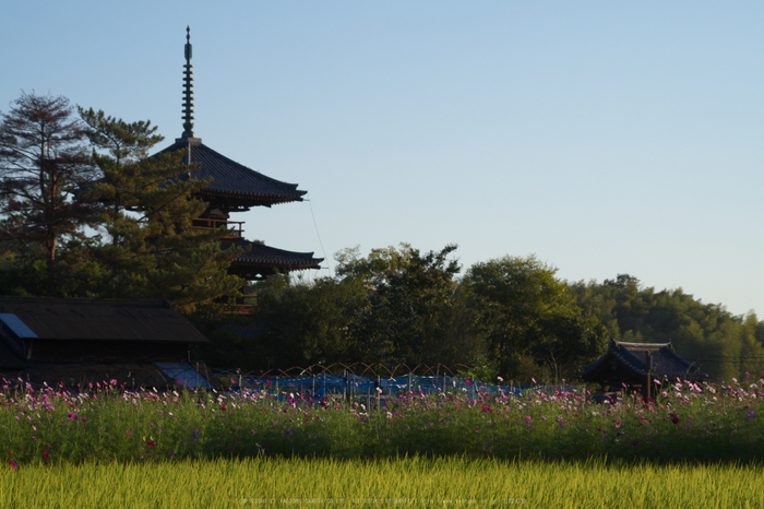 法起寺,コスモス(IMGP0350,87.5mm,F9,KS1)2014yaotomi_.jpg