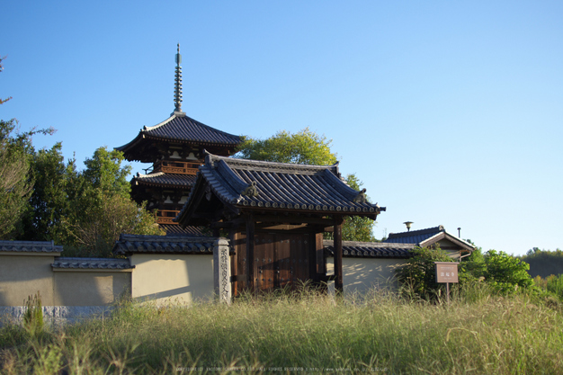 法起寺,コスモス(IMGP0393,30mm,F1.8,KS1)2014yaotomi_.jpg