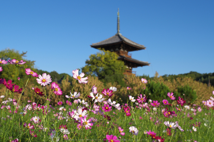 法起寺,コスモス(IMGP0403,30mm,F5.6,KS1)2014yaotomi_.jpg