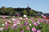 法起寺,コスモス(IMGP0436,2014yaotomi_,50mm,F4.5,FULL)2014yaotomi_.jpg