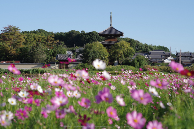 法起寺,コスモス(IMGP0436,2014yaotomi_,50mm,F4.5,KS1)2014yaotomi_.jpg