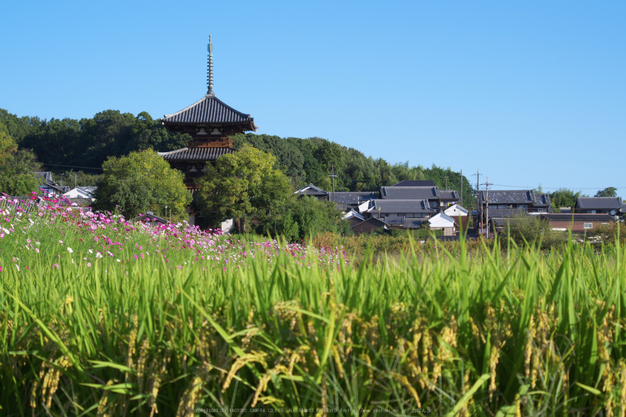 法起寺,コスモス(IMGP0481,62.5mm,F9,KS1)2014yaotomi_.jpg