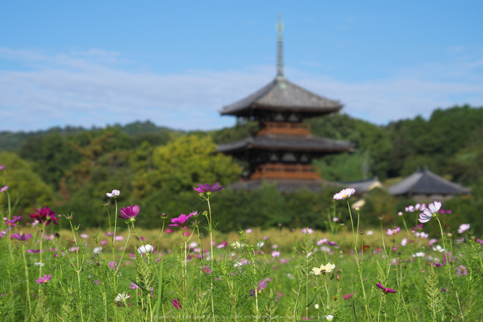 法起寺,コスモス(IMGP0499,70mm,F7.1,KS1)2014yaotomi_.jpg