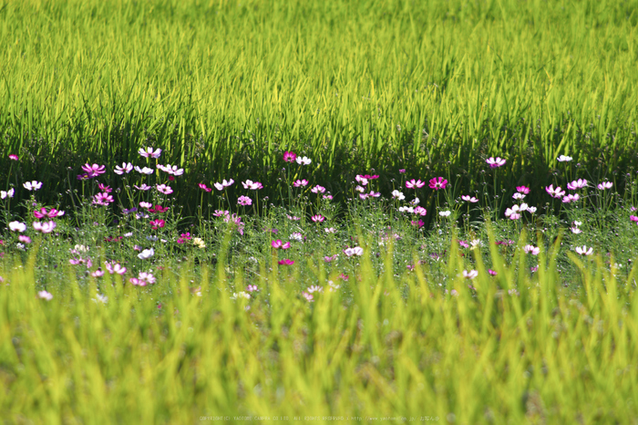 法起寺,コスモス(IMGP0523,300mm,F8,KS1)2014yaotomi_.jpg