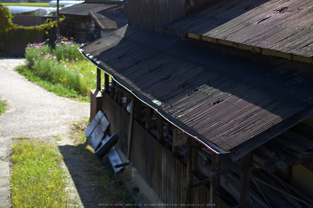 法起寺,コスモス(IMGP0615,50mm,F2,KS1)2014yaotomi_.jpg