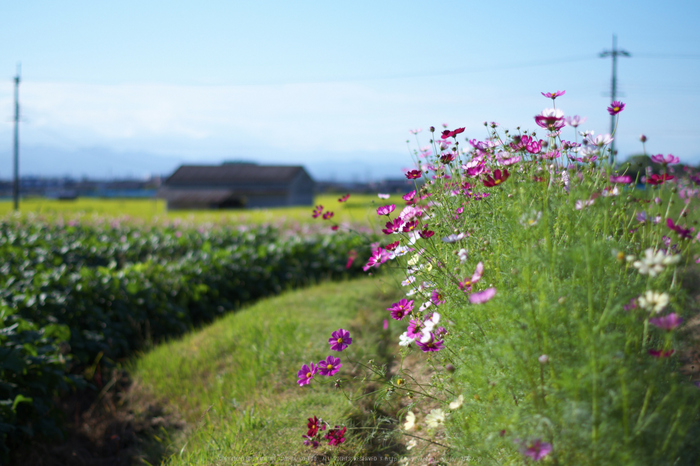 法起寺,コスモス(IMGP0621,50mm,F2,KS1)2014yaotomi_.jpg