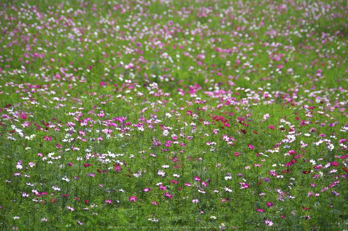 法起寺,コスモス(IMGP0627,107.5mm,F4.5,KS1)2014yaotomi_.jpg