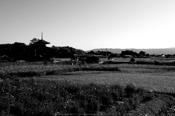 法起寺,コスモス(IMGP0652,30mm,F5.6,KS1)2014yaotomi_.jpg