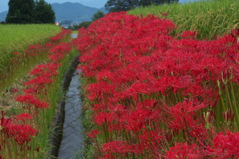 葛城,一言さん(P9200011,EM1)2014yaotomi_P9200013(RAW).jpg