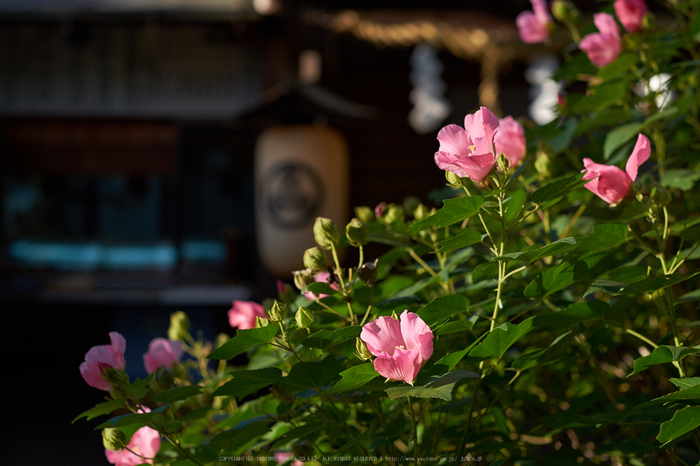 飛鳥光の回廊(DSCF7900,56mm,F2.5,iso200,XT1)2014yaotomi_.jpg