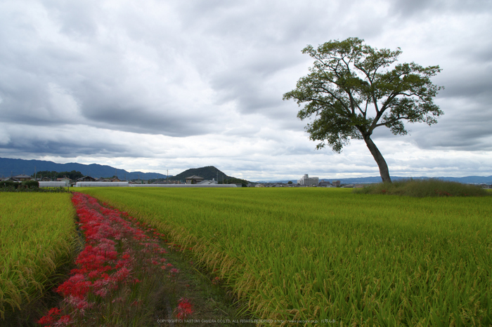 IMGP0004(18mm,F8,0,iso200,KS1)2014yaotomi_s.jpg