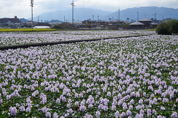 (PA150326,25mm,F8,EM1)2014yaotomi_.jpg