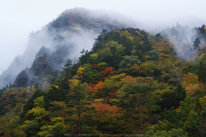 みたらい渓谷,紅葉(SDIM0017,F8,dp1Q)2014yaotomi_.jpg