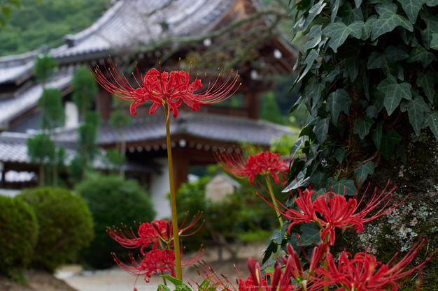 世尊寺,彼岸花(P9200009,60mm,F9,EM1)2014yaotomi_.jpg