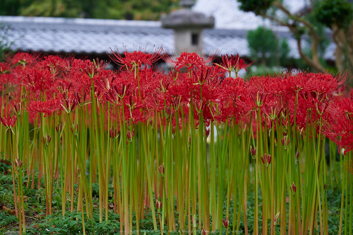 世尊寺,彼岸花(P9200011,100mm,F5.6,EM1)2014yaotomi_.jpg