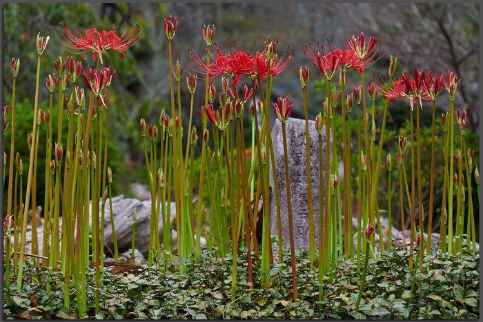 世尊寺,彼岸花(P9200019,Top)2014yaotomi_.jpg