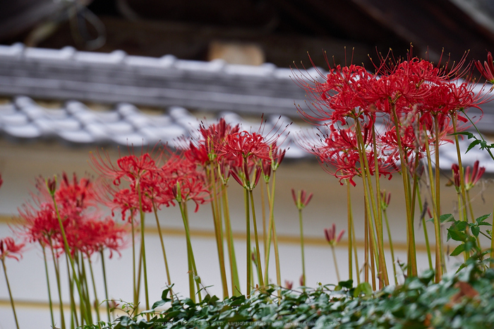 世尊寺,彼岸花(P9200020 (2),100mm,F5,EM1)2014yaotomi_.jpg