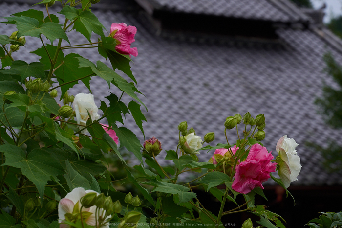 世尊寺,彼岸花(P9200023 (2),93mm,F8,EM1)2014yaotomi_.jpg