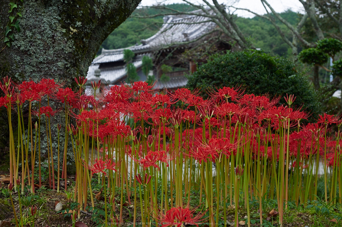 世尊寺,彼岸花(P9200035,34mm,F5.6,EM1)2014yaotomi_.jpg