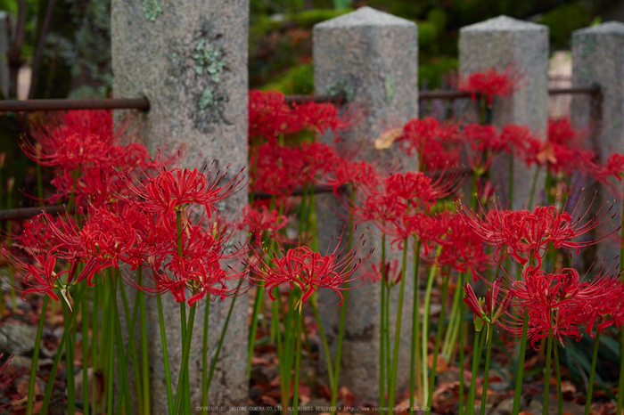 世尊寺,彼岸花(P9200049,35mm,F3.5,EM1)2014yaotomi_.jpg