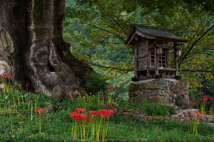 世尊寺,彼岸花(P9200084,32mm,F6.3,EM1)2014yaotomi_.jpg