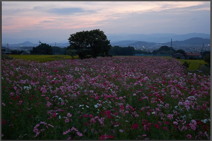 九品寺,コスモス(DSCF8071,Top)2014yaotomi_.jpg