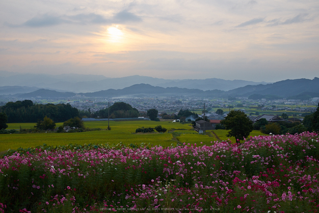 九品寺,コスモス(DSCF8168,25.4mm,F9,XT1)2014yaotomi_.jpg