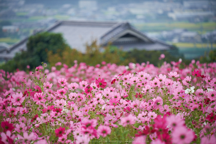 九品寺,コスモス(DSCF8197,164mm,F4.6,XT1)2014yaotomi_.jpg