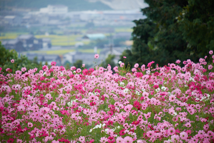 九品寺,コスモス(DSCF8202,200mm,F4.8,XT1)2014yaotomi_.jpg