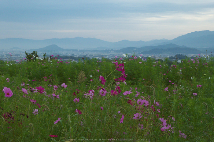 九品寺,彼岸花(P1000082,10.3mm,F6.3,TZ60)2014yaotomi_.jpg