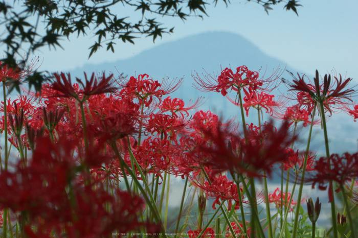 九品寺,彼岸花(P1000116,66.8mm,F7.1,TZ60)2014yaotomi_.jpg