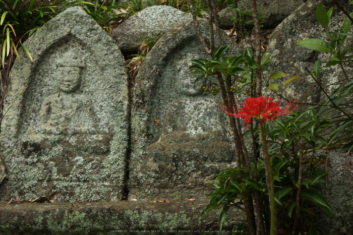 九品寺,彼岸花(P1000127,19mm,F6.3,TZ60)2014yaotomi_.jpg