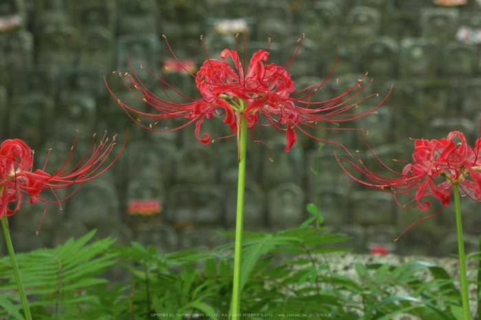 九品寺,彼岸花(P1000160,62.1mm,F8,TZ60)2014yaotomi_.jpg